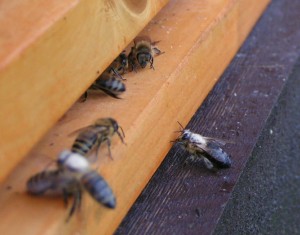 Včely obalené pylem